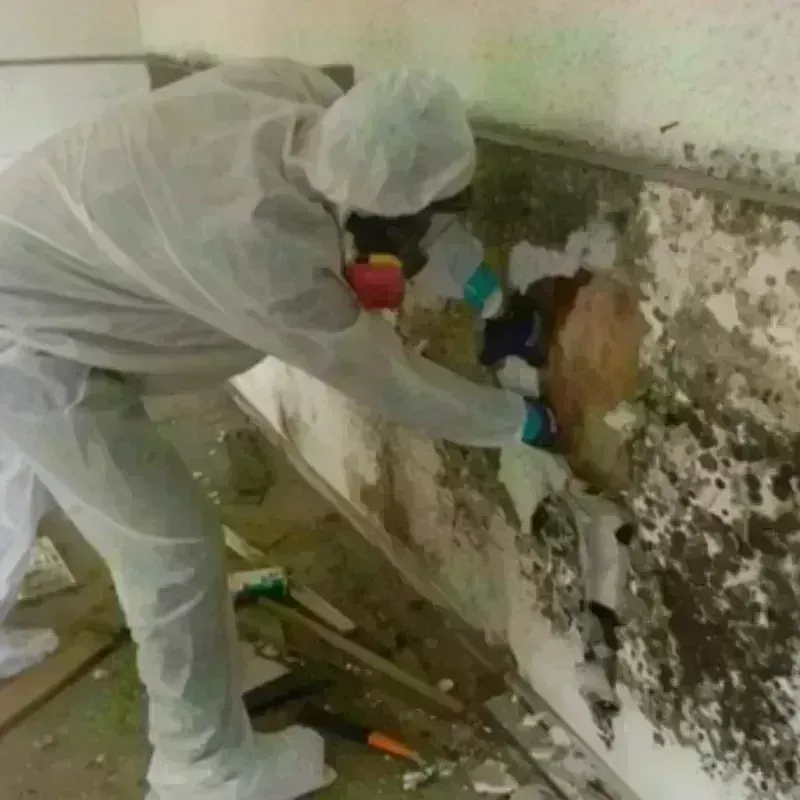 Mold Remediation and Removal in Flagstaff, AZ